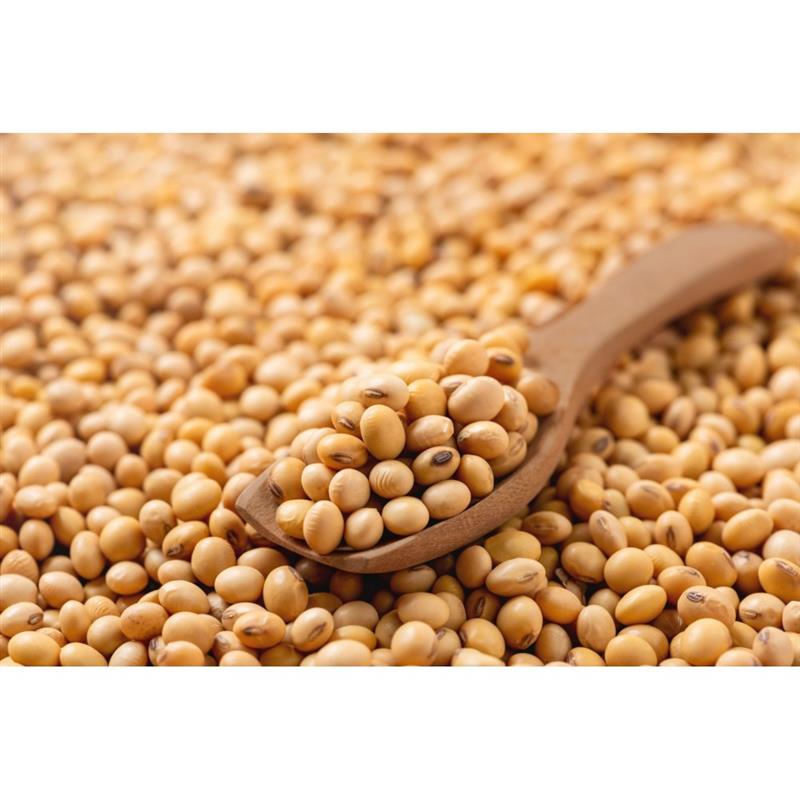 Soya Bean