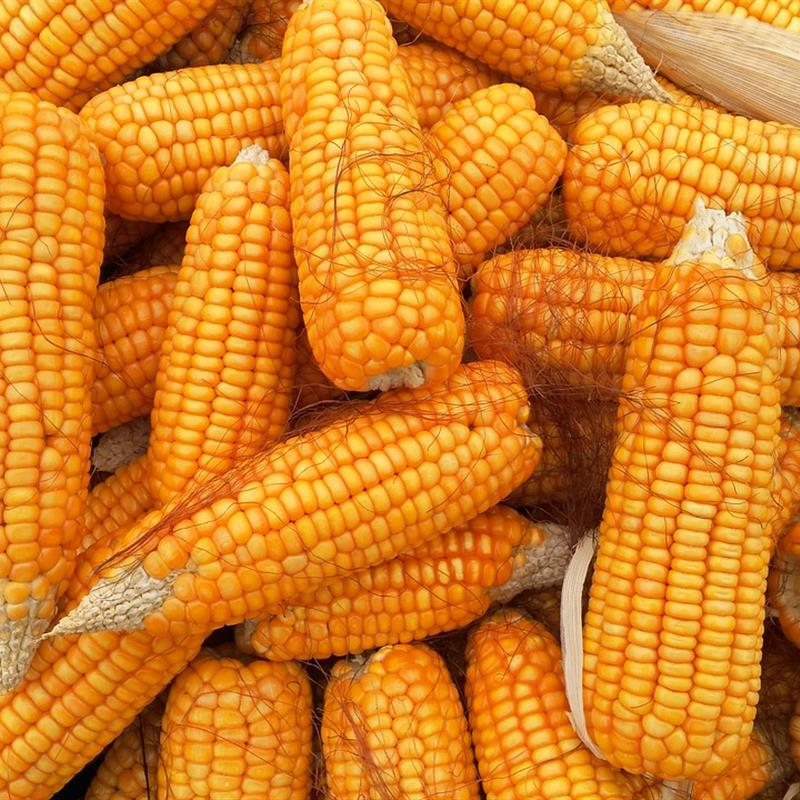 Maize (Corn)