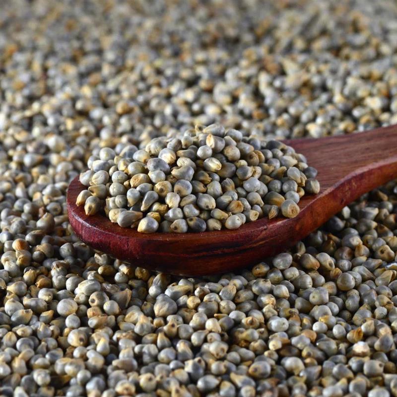 Millet (Bajra / Pearl Millet)